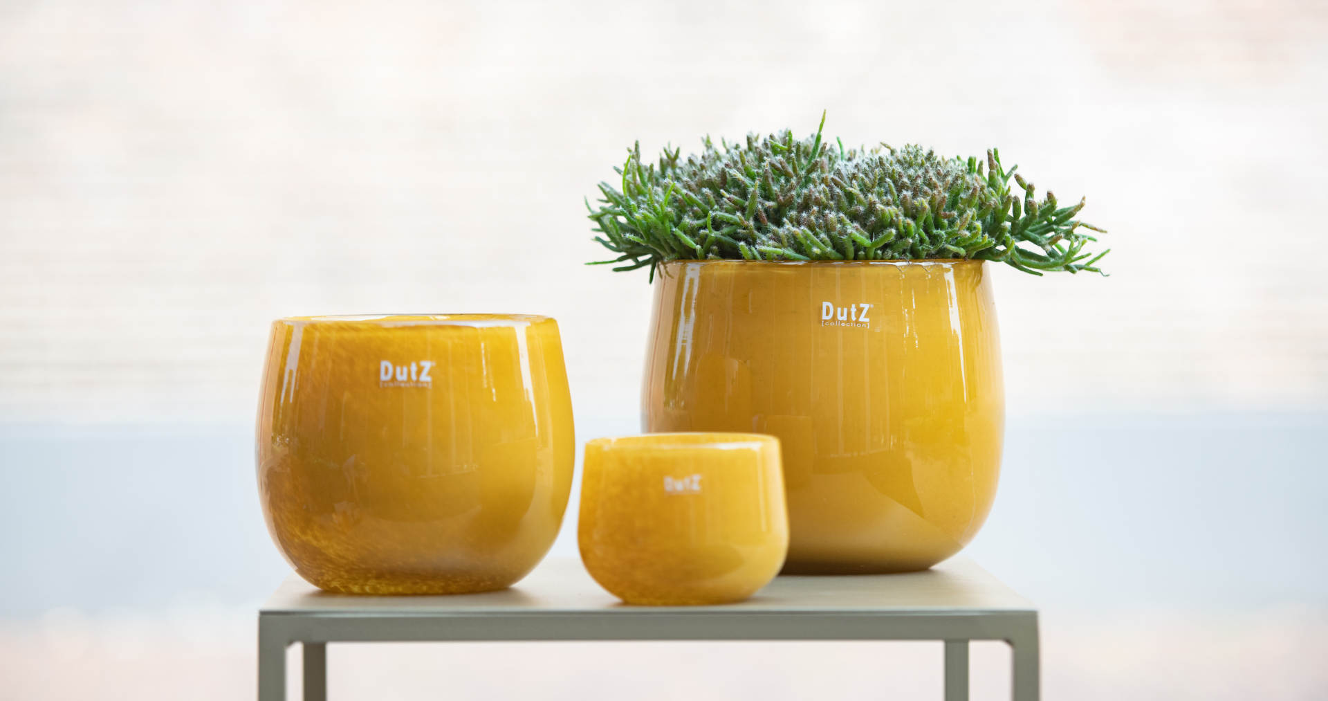 DutZ Glas Übertöpfe in gelb und drei unterschiedlichen Größen.